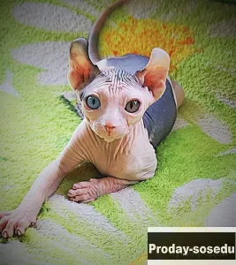Которебенок девочка  программа DBE, Кошки, Москва