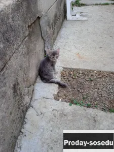 Котята., Кошки, Ростовская область, Донецк