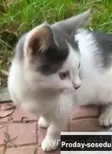 Котенок девочка 2,5 мес, Кошки, Москва