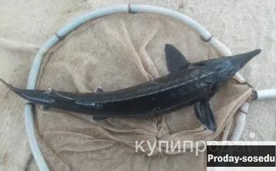 Самки стерляди, Другие животные, Ростовская область, Ростов-на-Дону