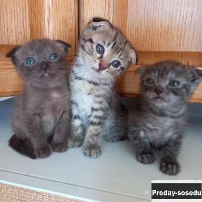 Вислоухие котята., Кошки, Санкт-Петербург