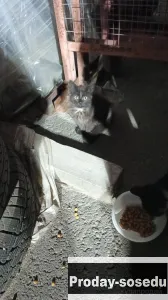 Котенок Черныш с промзоны, Кошки, Санкт-Петербург