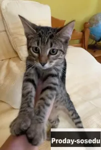 Смышленый, грациозный котенок мальчик 4 мес., Кошки, Московская область, Чехов