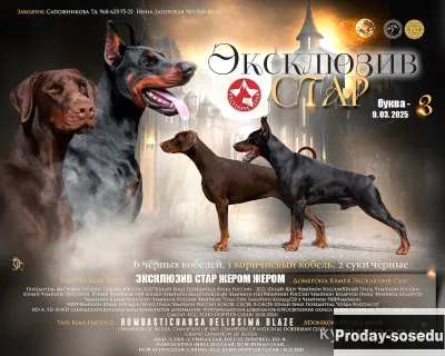 Щенки добермана, Собаки, Москва