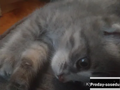 Котенок-девочка, Кошки, Нижегородская область, Нижний Новгород