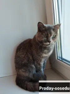 Кошечка ищет дом, Кошки, Кемеровская область, Кемерово