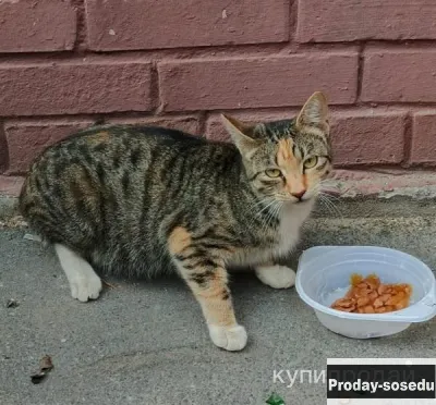 Кошечка трехцветка, Кошки, Санкт-Петербург