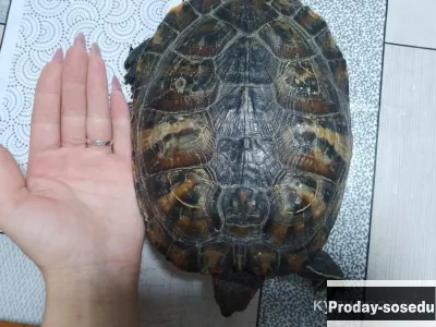 Продаю черепаху, Аквариум, Чувашия, Канаш