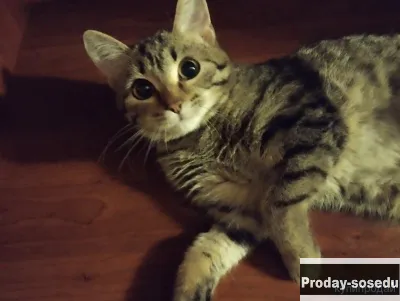 Кошечка ищет дом, Кошки, Кемеровская область, Кемерово