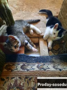 Котята Синявино, Другие животные, Санкт-Петербург