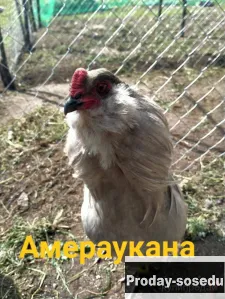 Элитные петушки Амераукана лаванда, Птицы, Владимирская область, Владимир