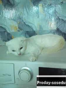 Шотландские котята ., Кошки, Алтайский край, Барнаул