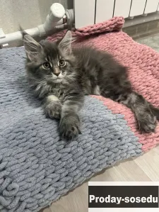 Котята породы Мейн-кун, Кошки, Астраханская область, Ахтубинск