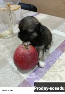 Продам щенков чихуахуа