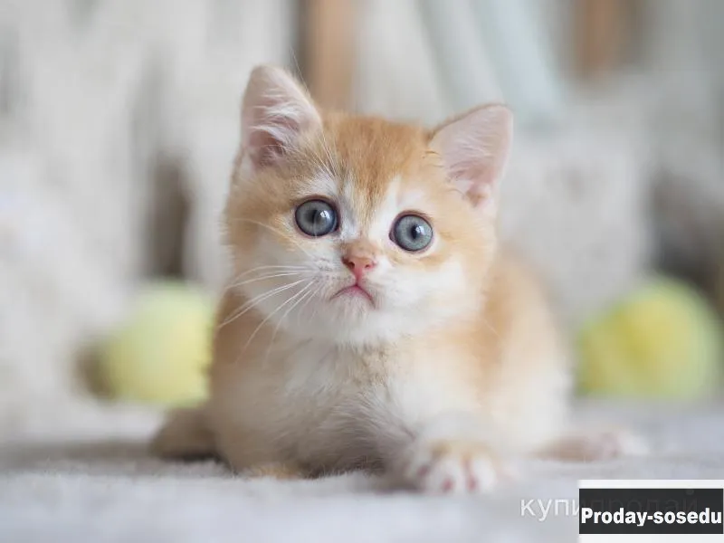 Британский мальчик Аморе, Животные, Кошки, Британская