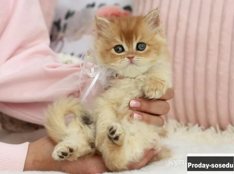 Британская золотая шиншилла шоу класса, Животные, Кошки, Британская