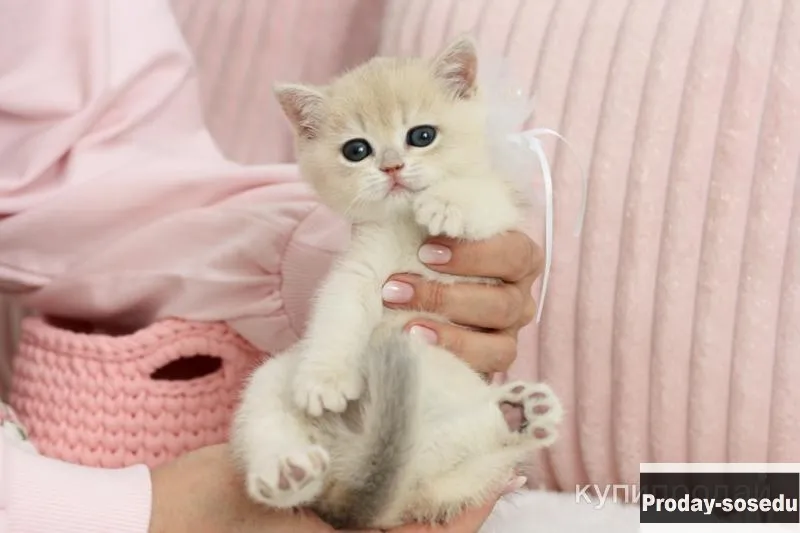 Котенок британская шиншилла голубое золото, Животные, Кошки