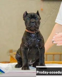 Щенки Кане Корсо, Животные, Кане Корсо
