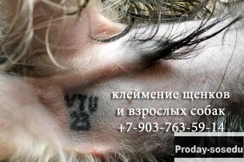 Клеймение щенков. Клеймение взрослых собак, Животные