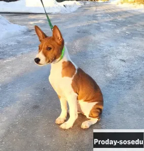 Мальчик басенджи, Животные, Басенджи