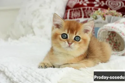 Британская золотая шиншилла, Животные, Кошки