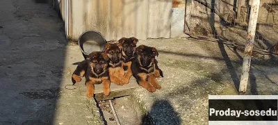 Продаются щенки немецкой овчарки