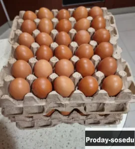Домашнее яйцо