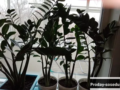 Продам Замиокулькас (долларовое дерево) в Хабаровс