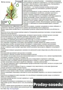 Молодильный порошок из сосновой пыльцы