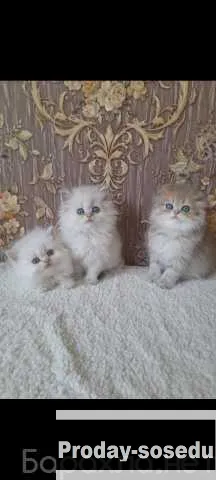Продам: клубные котята (шиншилла)