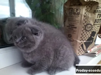 Продам: милые шотландские котята
