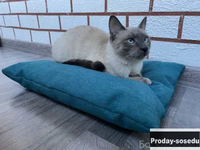 Продам: лежанка Barbaris для кошек Бирюза