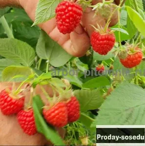 Продам: саженцы малины: малина крупноплодная, ре в Москве