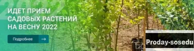 Продам: саженцы на весну 2022 по ценам 2021 года в Москве