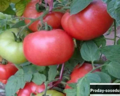 Продам: розовые томаты, семена на скороспелка.рф
