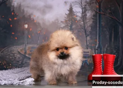 Продам: щенок в Москве