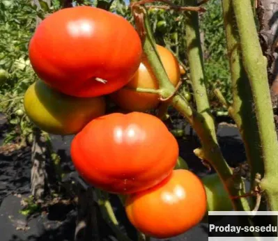 Продам: томаты без рассадные сайт скороспелка.рф