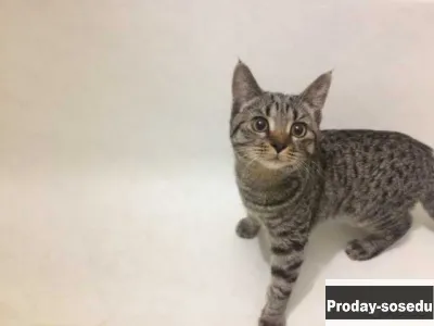 Отдам даром: кот в Москве