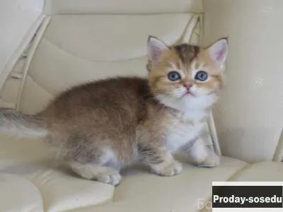 Продам: клубные котята (золотая шиншилла)