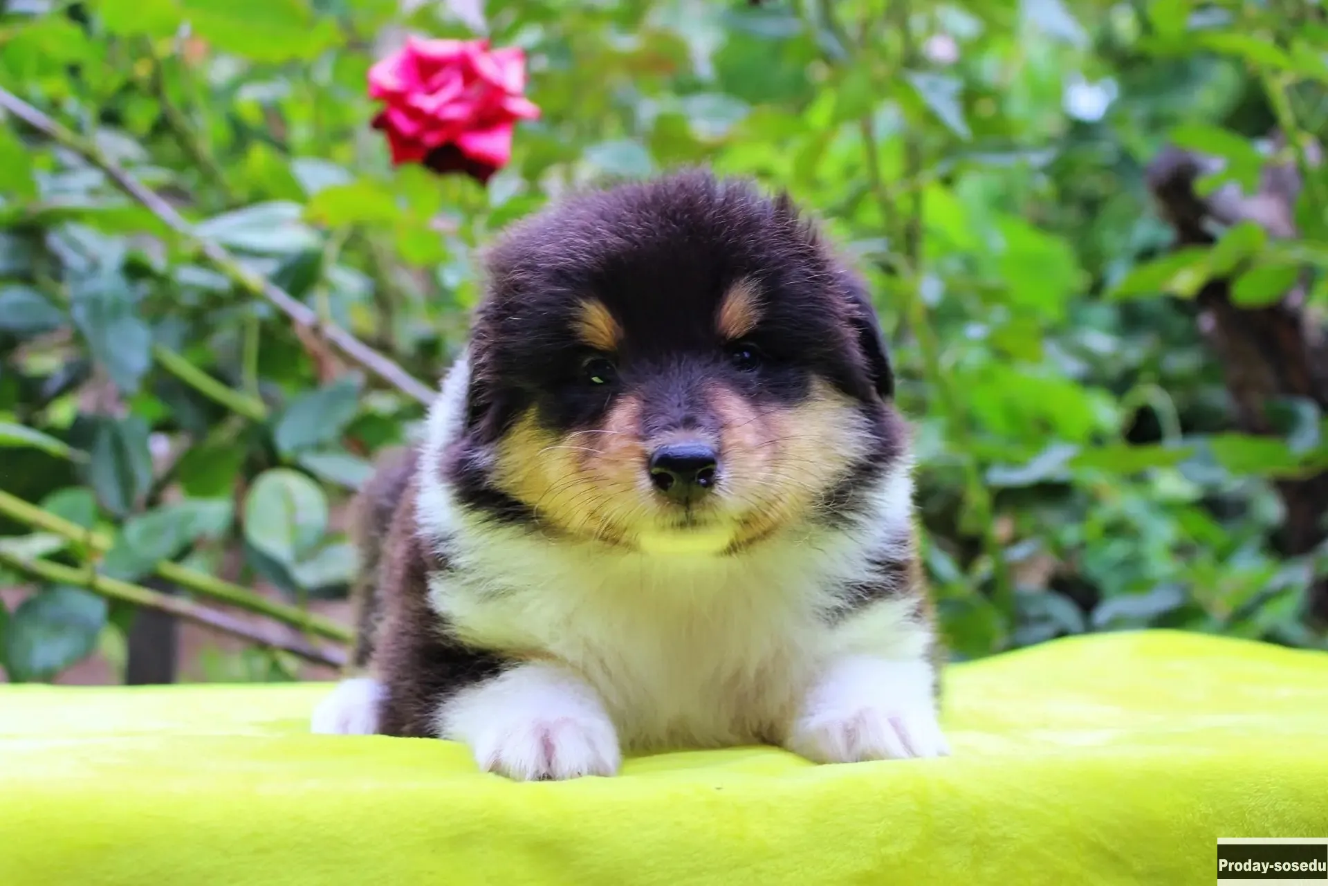 Щенки колли всех окрасов