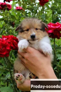 Щенки колли всех окрасов