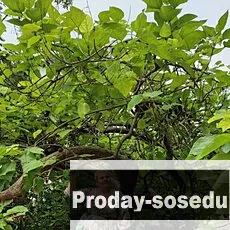 Девушка ищу парня, Анастасия, 38 лет, овен, Новосибирск