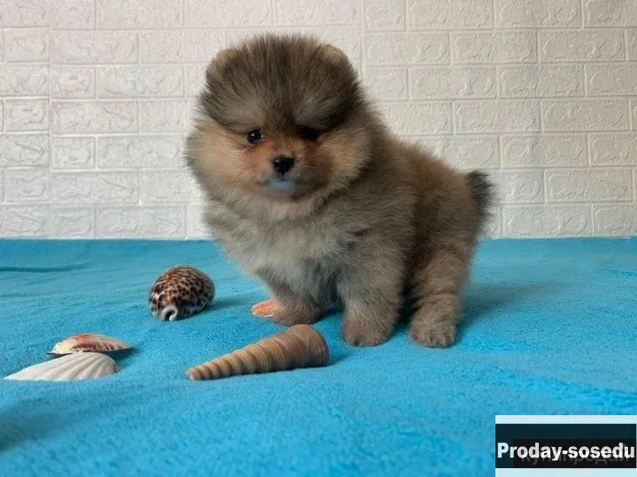 продам щенков, Животные