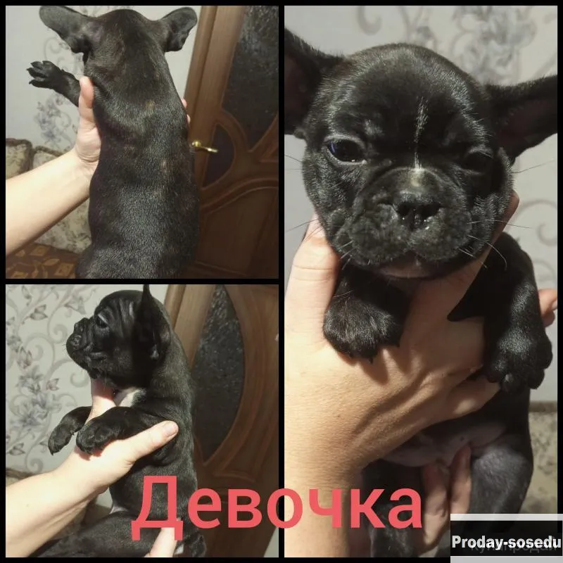 Щенки французского бульдога, Животные