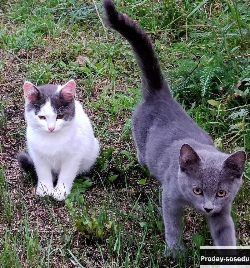 Котята ищут дом, Животные, Воронеж