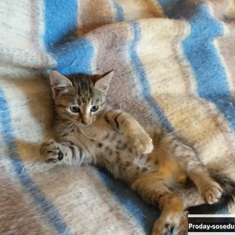 Отдам кошечку от кошки-мышеловки в хорошие руки, Животные, Воронеж