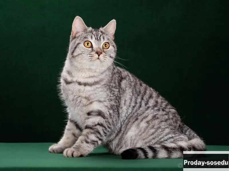 шотландские котята, Животные, Воронеж