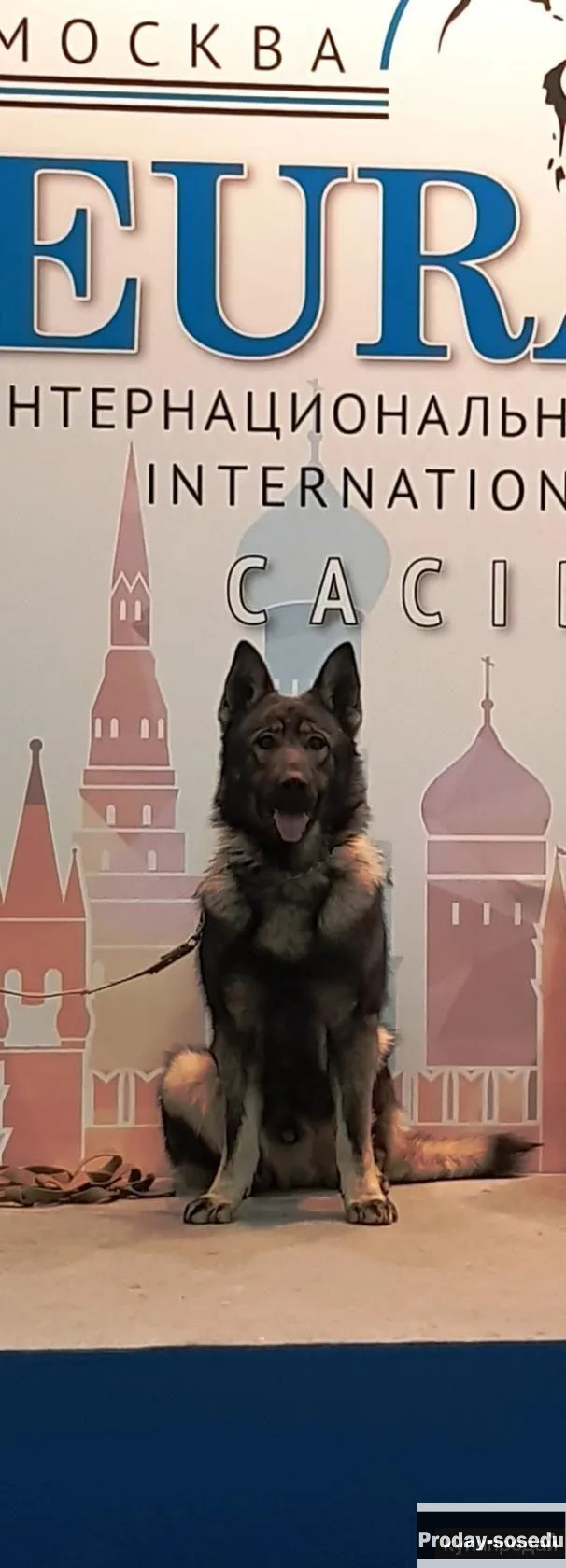Элитные щенки ВЕО, Животные, Воронеж
