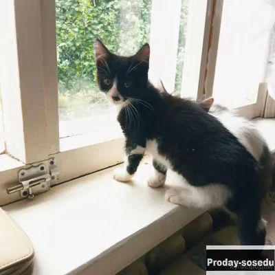 Котята ищут дом, Животные, Воронеж