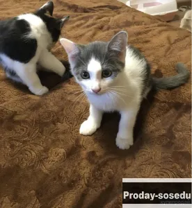 Котят в добрые руки, Животные, Воронеж